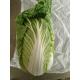 Eco Friendly Pointed Head Cabbage / Good Taste Chinese Flat Cabbage