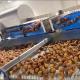 High Capacity AI Powered Date Sorting Machine 360° Rotating Scanning 8 Lanes + 8 Outlets 2.4-2.6T/H