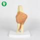 Life Size Life Size Medical Skeleton / Functional Plastic Elbow Joint Model 0.5 Kg