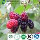 Factory supply low price mulberry fruit extract 20% Anthocyanidin