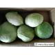 Cold Tolerant Common Cabbage Vegetable Low Calories Easy Store Fit Wholesaler