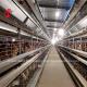 Automatic Layer Battery Cage System H Frame For 30000 Birds Poultry Farm Emily Wang