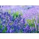 Skin Revitalizer 30ml Lavender Oil Natural Plant Extract