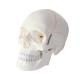 PVC Simulation Human Skull Model Detachable Skull Anatomy With Bone Sutures