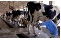 Dairy consolidation moves gather pace