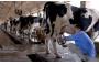 Dairy consolidation moves gather pace