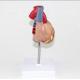 Education Adult Heart Anatomy Model Visceral Teaching