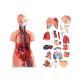 85cm Medical Anatomy Unisex Human Torso Model With 40 Parts For Medical Education