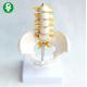 Coccygeal Spine Skeleton Model / Human Skeletal Model With Pelvis Medium Sized