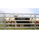 15pcs Bundle Heavy Duty Portable Cattle Panels For Sale & Gate