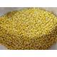 Iqf 24 Months Frozen Sweet Corn Kernels