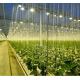 Illuminate Seedling Cultivation Facility Greenhouse with Advanced Lighting Technology