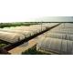 Small Size Single Tunnel Greenhouse Galvanized Tube Frame Span Width 6 / 8 / 10m