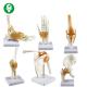 Full Size Human Joints Model / Shoulder Elbow Hip Knee Foot Hand Joint Model