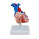 Medical Anatomy Simulation PVC Heart Anatomy 3d Model 2 Part Life Size