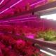 Container Farming of Strawberries Made Simple with Multi-Span Agricultural Greenhouses