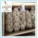 New Crop Fresh White Garlic Exporter Normal White Garlic - Jinxiang New Crop
