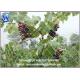 HDPE Protect Fruit Plant Garden Bird control Netting-Green