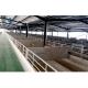 Plastic Coated Round Tube Main Frame Prefab Livestock Shelter for Cattle Horses Sheep