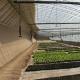 Film Covered Sunlight-Enhanced Greenhouse for Cucumber Cultivation in Sand Culture