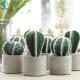 12cm 14cm 17cm Bonsai Cactus Plants , Fake Cactus Plant For Table Decoration