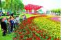 Shantou is to hold the 24th Mass Chrysanthemum Show