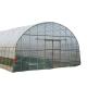 Single-Span Agricultural Greenhouses with Film Cover The Perfect Growing Environment