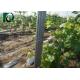 8FT Length Metal Vineyard Trellis Posts , 275G/M2 Galvanized Grape Vine Posts