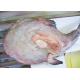 Block Frozen Monkfish Gutted original color Health Certificate