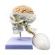 Science Display Human Skull Anatomy Model With Brain And Cervical Vertebra