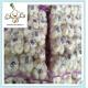 5cm pure white 10kg of garlic to sell for spicy vegetable importer