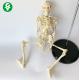 Educational Disarticulated Skeleton Model With Muscle Starting Ending Points