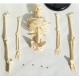 Mini Human Skeleton Anatomy Model 45CM 20X12X10 Cm
