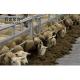 Q235 Low Carbon Steel 's Steel Farming Solution for Effective and Secure Animal Housing