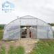 Plants Growing System Greenhouse Steel Pipe Structure Hoop Tunnel Plastic Greenhouse