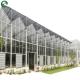 Good Light Permeability Essential for Venlo Glass Greenhouse in Agricultural Industry