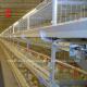 Poultry Farm Automatic Baby Broiler Battery Cage System Rose