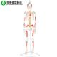 Real Human Body Skeleton Model Muscle Attached Colored Suspended Spine Bendable