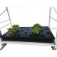 PP 4ft*16ft Vegetable Planting Rack Customized Aeroponics Growing Systems