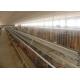 Chicken Farm Automated Layer Cages 3 Tiers And 4 Tiers For Poultry