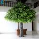 Tall Artificial Ficus Tree For Office Decoration 3m Height Environmentally Friendly