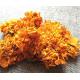 Dried Marigold flowers African French marigold Tagetes erecta L good for eyes health Wan shou Ju