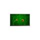 3.5 inch lcd display 240(RGB)×320 LCD Screen Display Panel C035QVN01.0