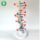 Biological Educational Body Parts Models / Molecule DNA Structure Model