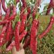 Dehydrated  Spanish Red Chili Pods High In Vitamin A And C Authentic Flavor