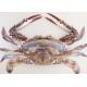 forzen blue swimming crab whole IQF fresh frozen sea food high quality HACCP to Korea Thailand