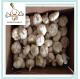 Alibaba China Wholesale Garlic Price In Carton Box And Mesh Bag