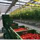 Double Arch Beam Greenhouse for Mushroom Farming Plastic Sheet Cover Single or Multi Span
