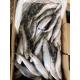 BQF / IQF Frozen Sardine Fish , 70/80pcs 80/90pcs Fresh Frozen Seafood