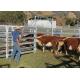Oval Pipe Portable Horse Corral Panels Easily Assembled